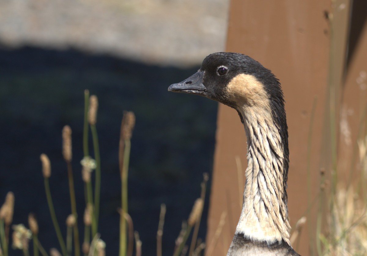 Hawaiian Goose - ML642125084