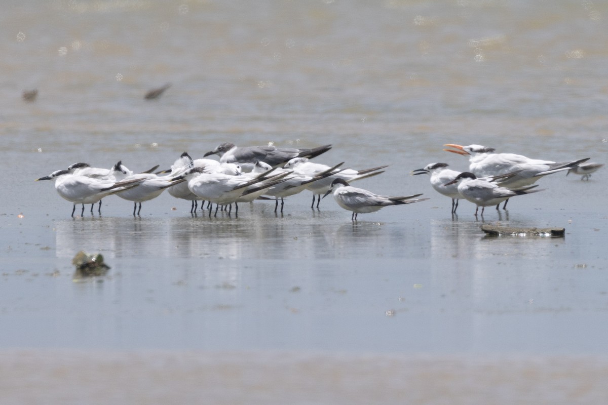 rybák severní - ML642125106