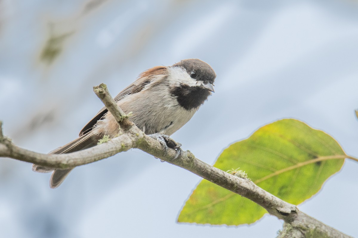 Chestnut-backed Chickadee - ML642125113
