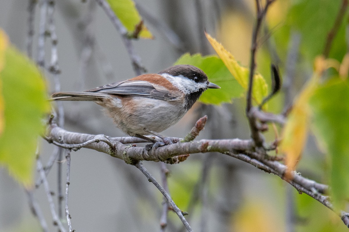 Chestnut-backed Chickadee - ML642125114