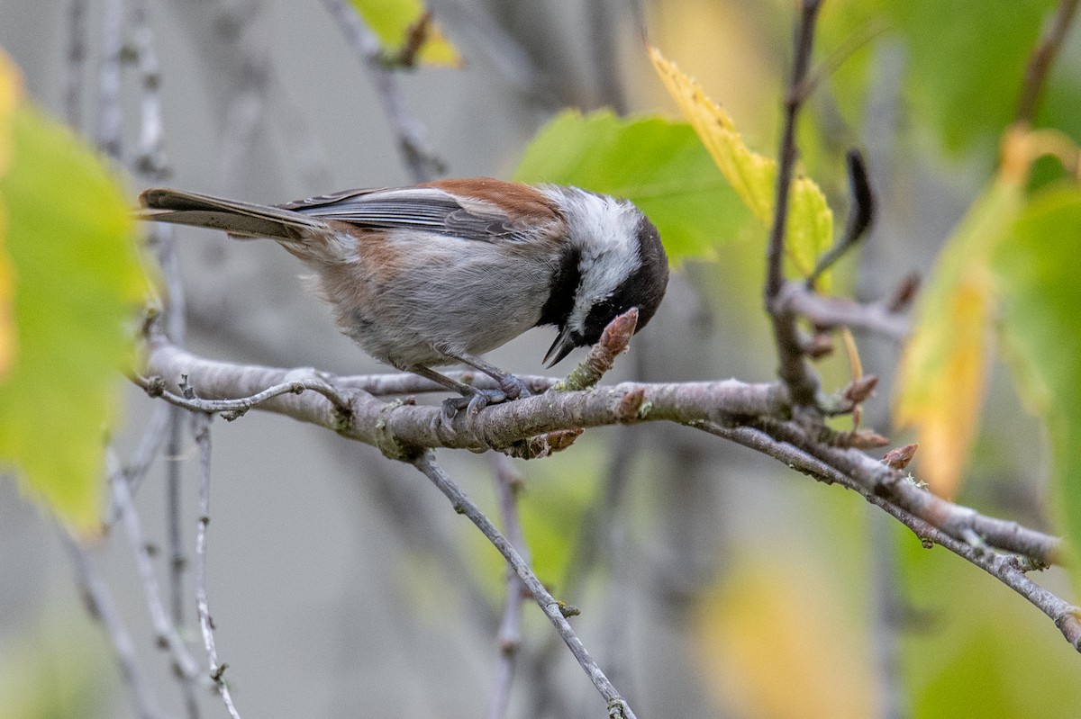 Chestnut-backed Chickadee - ML642125115