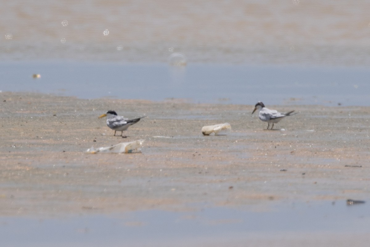 Yellow-billed Tern - ML642125116