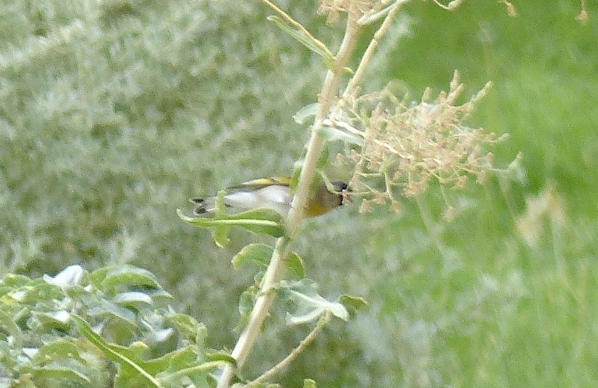 Lawrence's Goldfinch - ML642125138