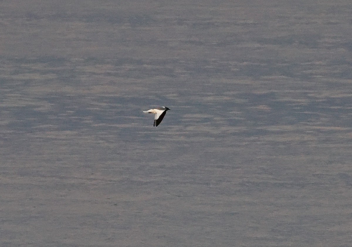 Sabine's Gull - ML642125139