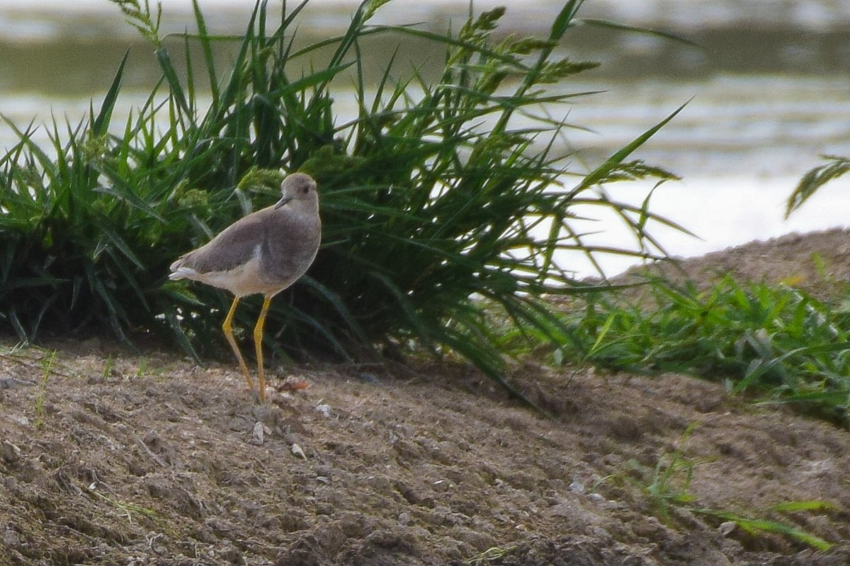 White-tailed Lapwing - ML642125148