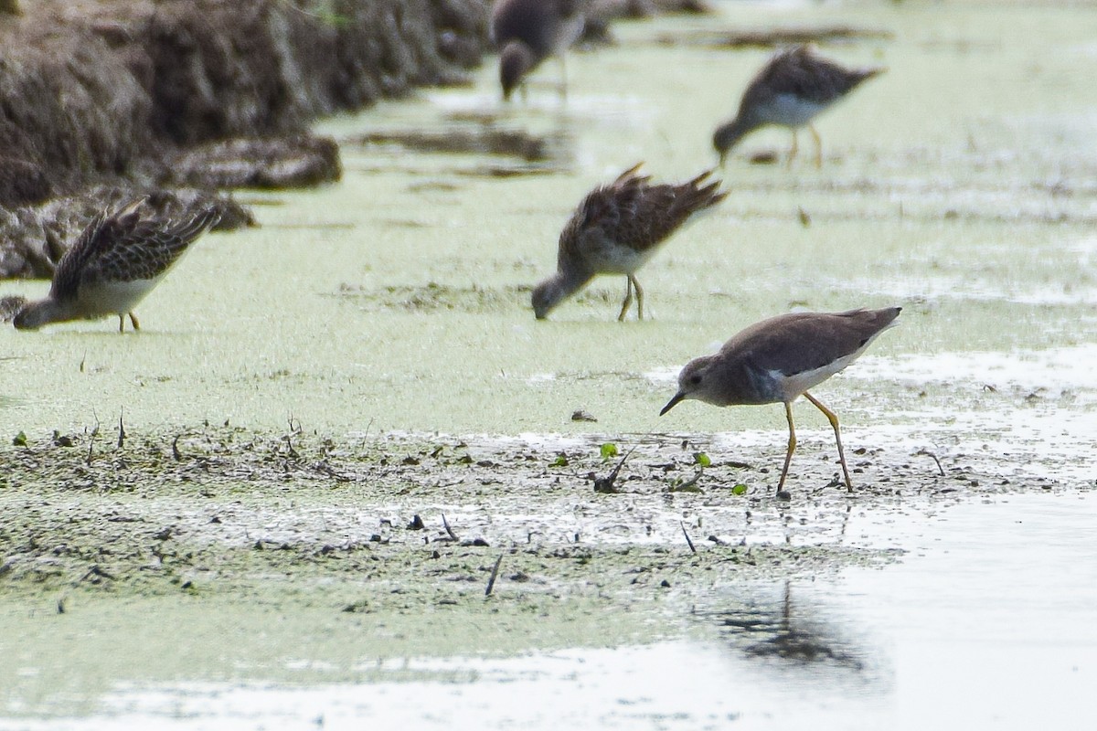 White-tailed Lapwing - ML642125153