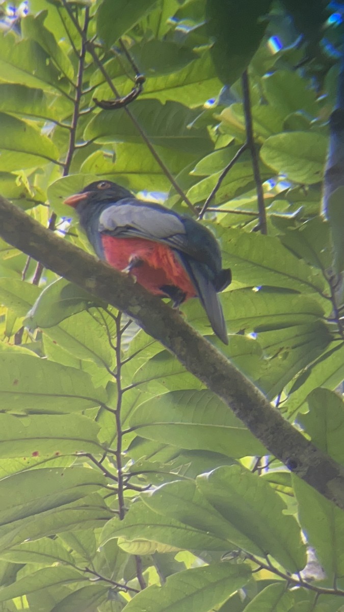 Northern Black-throated Trogon - ML642125168