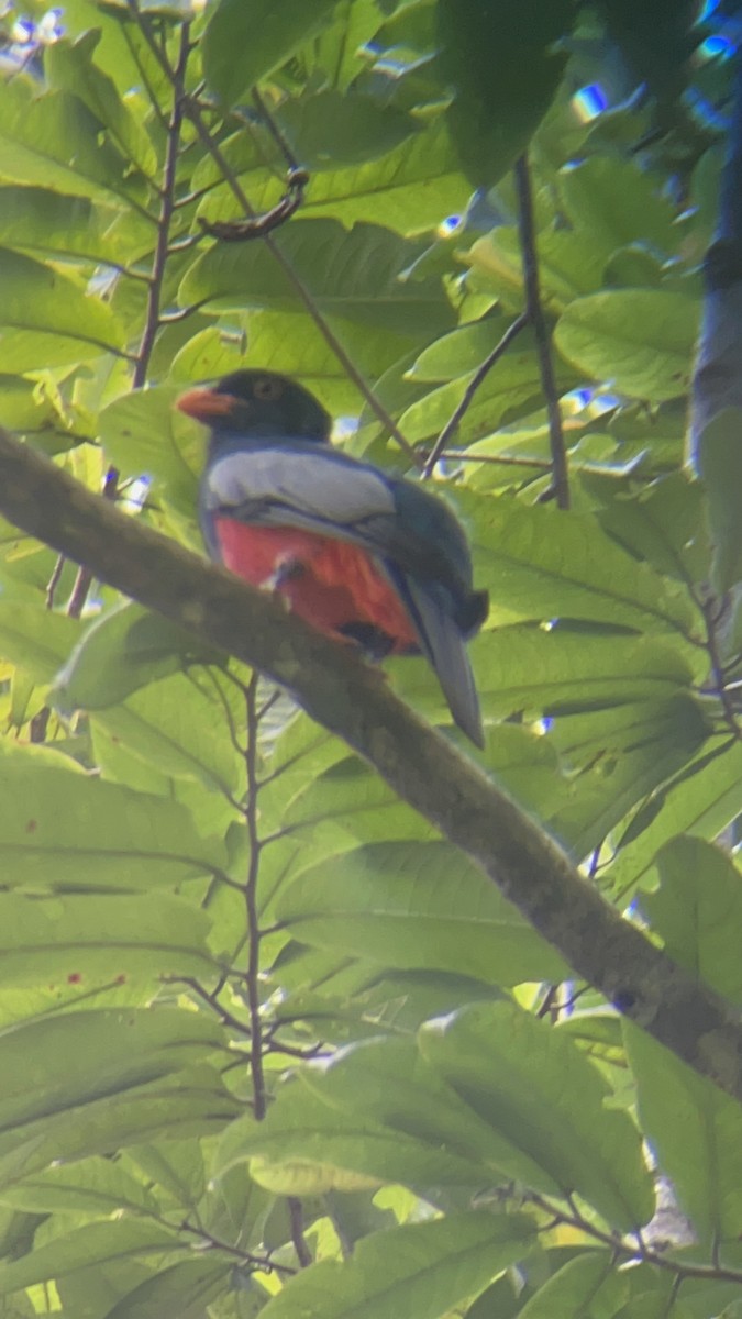Northern Black-throated Trogon - ML642125169
