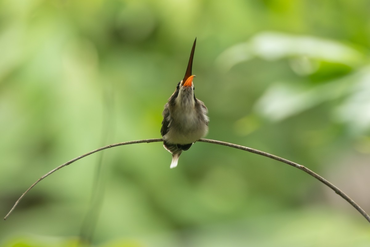 Pale-bellied Hermit - ML642125198
