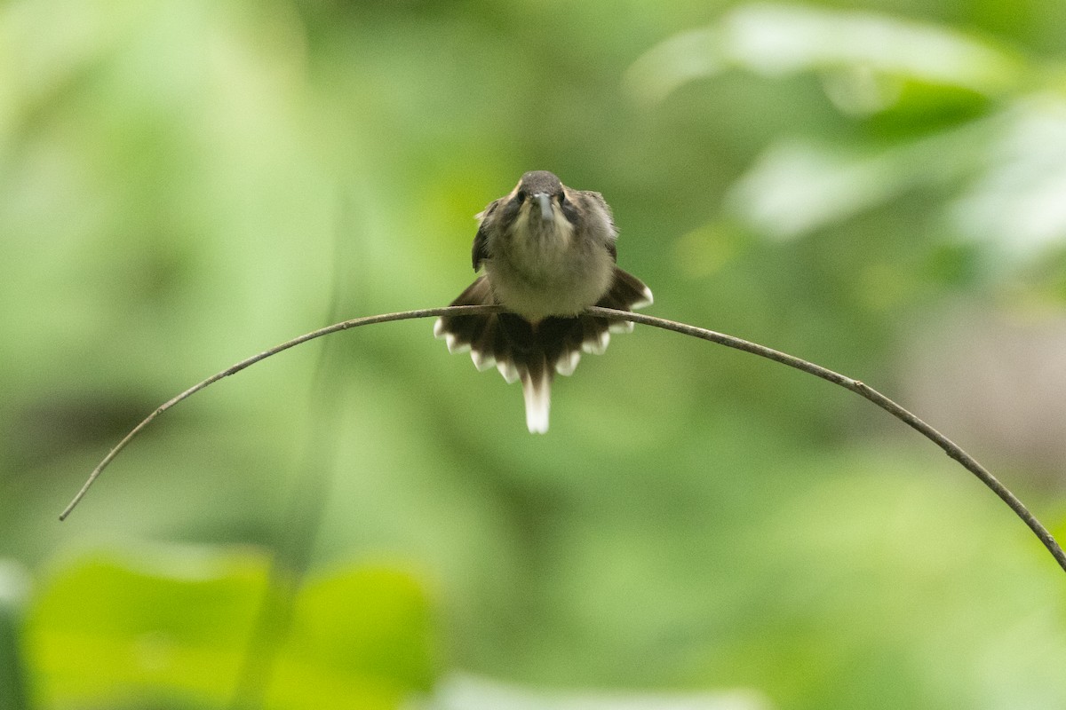 Pale-bellied Hermit - ML642125199