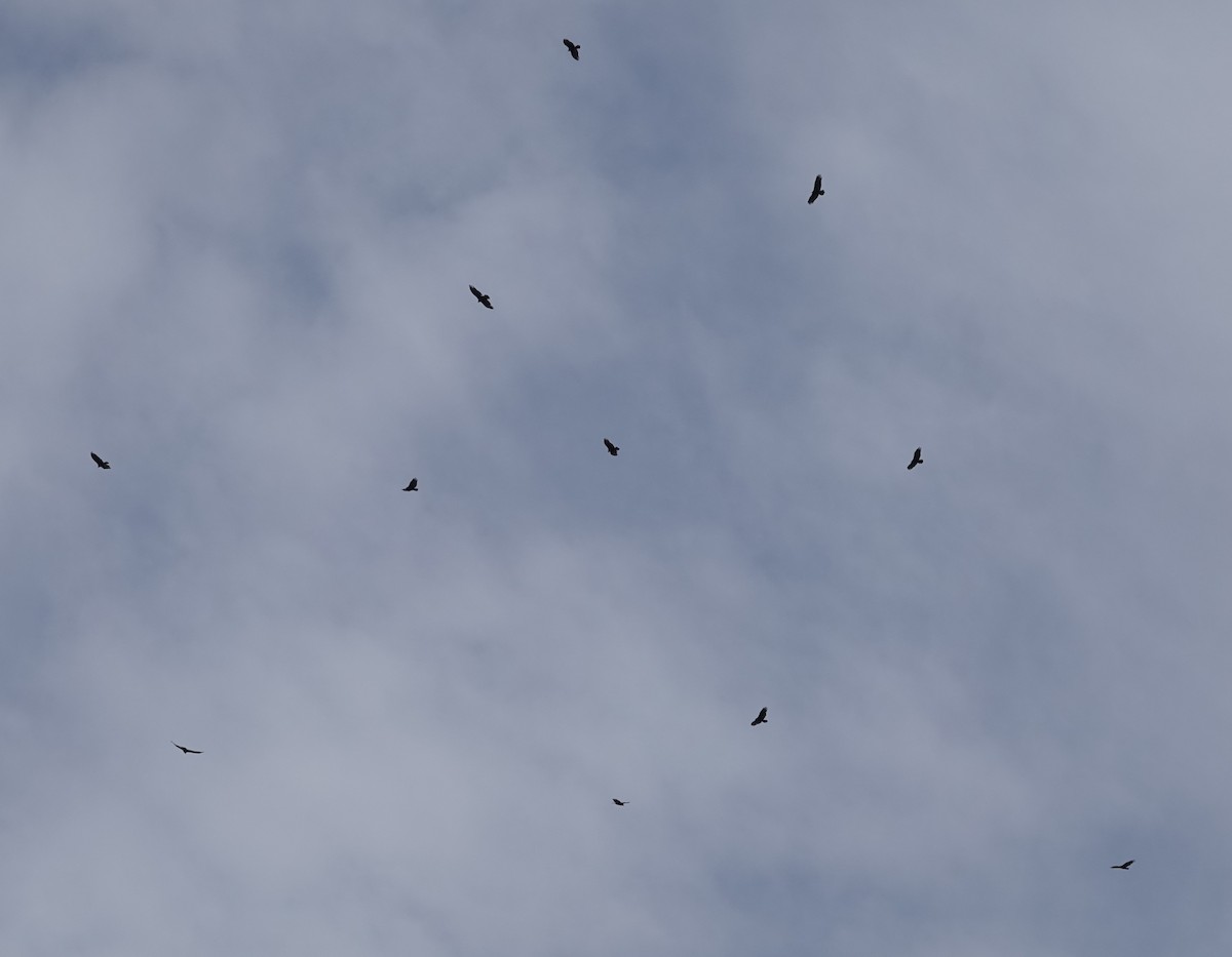 Turkey Vulture - ML642125201