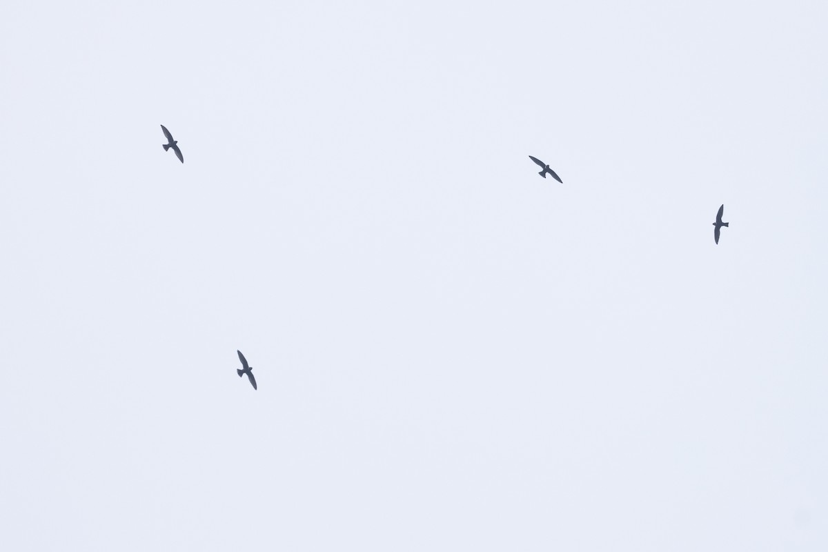 White-collared Swift - ML642125212