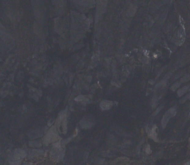 Black Noddy - ML642125213