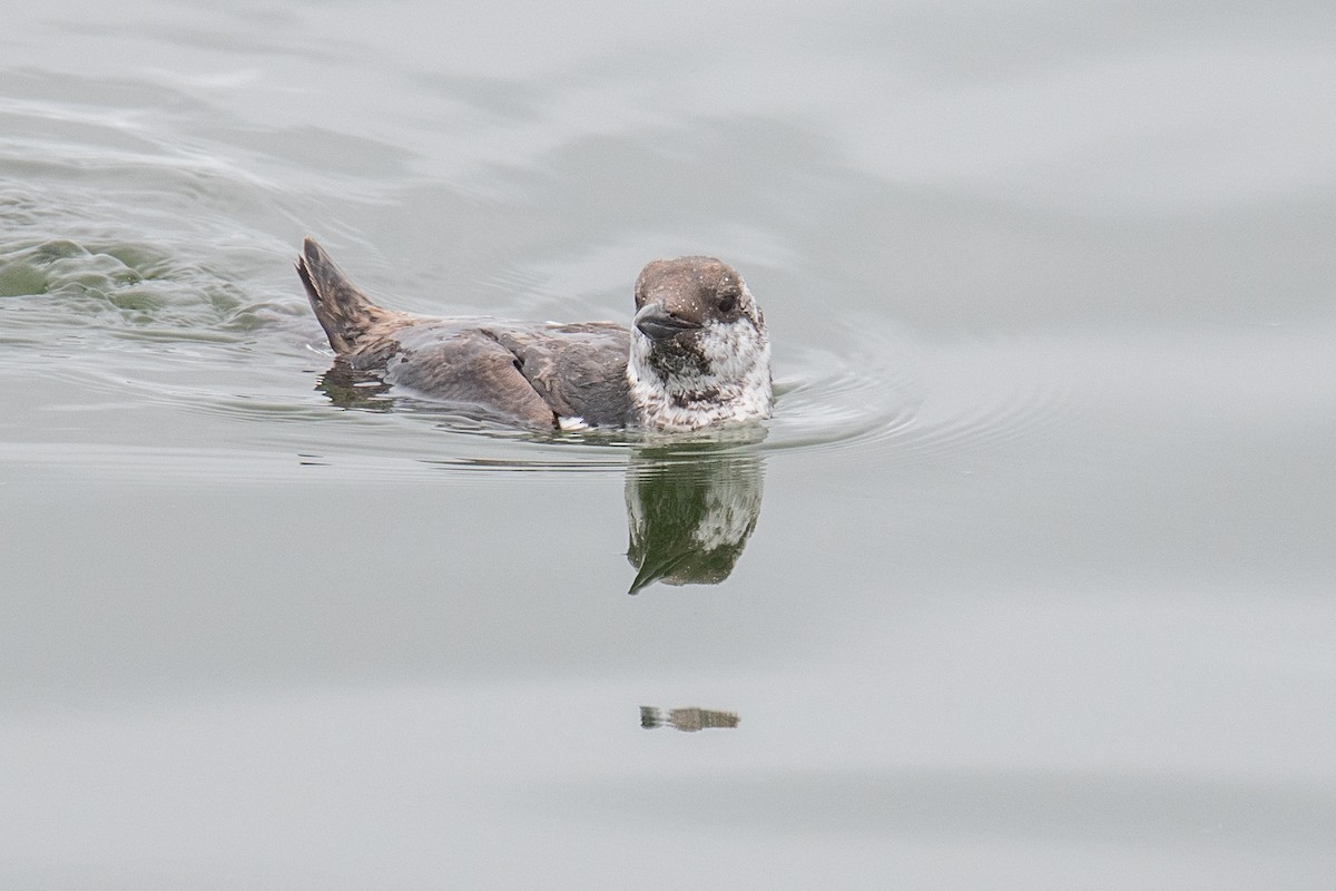 Guillemot marmette - ML642125220