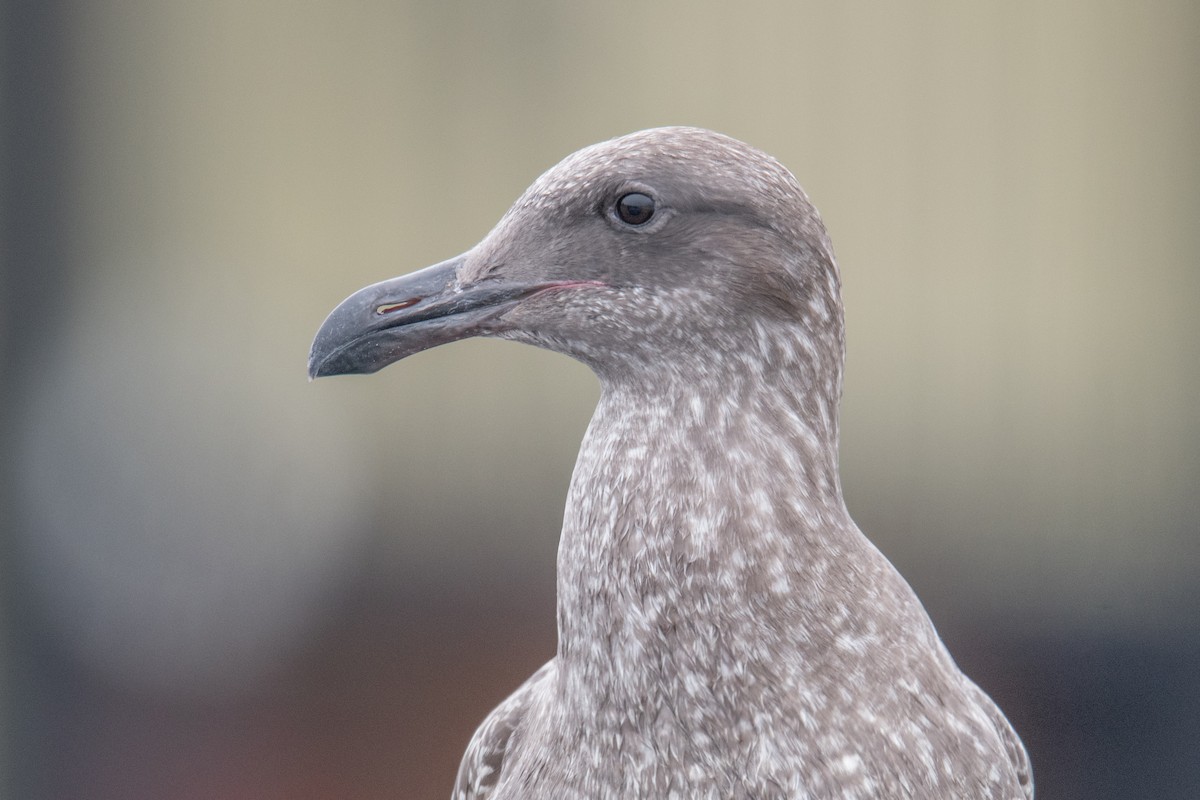 Goéland d'Audubon - ML642125233