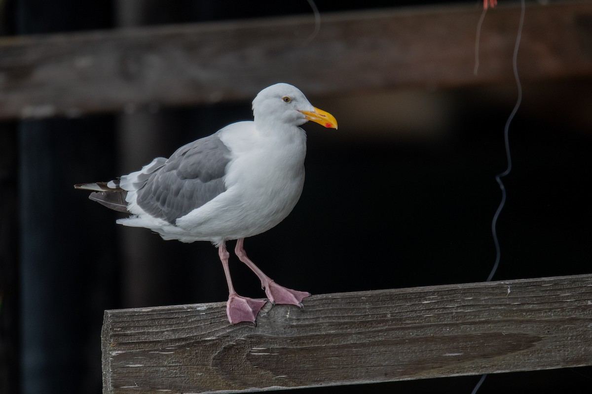 Goéland d'Audubon - ML642125234