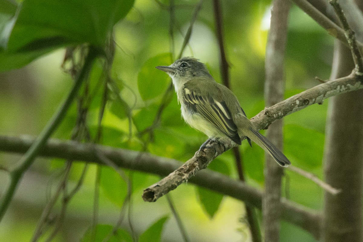 Yellow-olive Flatbill - ML642125247