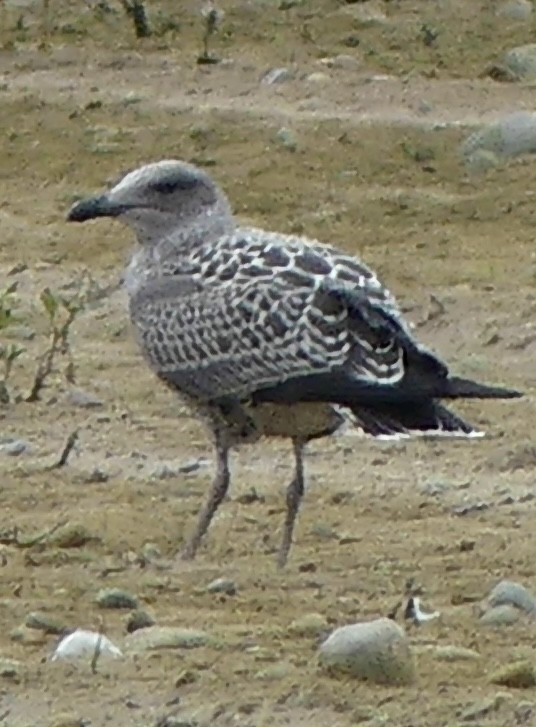 Heringsmöwe - ML642125252