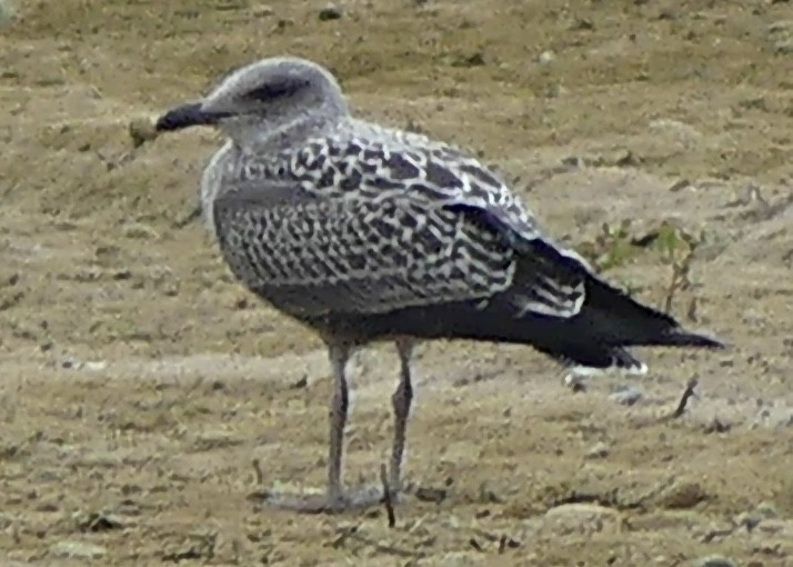 Heringsmöwe - ML642125253