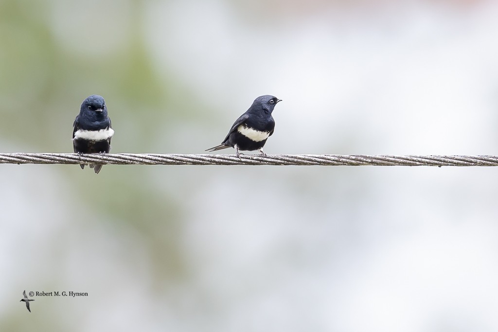 White-banded Swallow - ML642125274