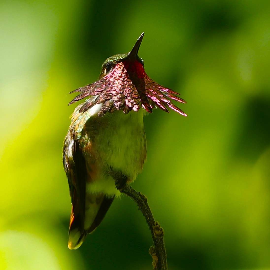 vinstrupekolibri - ML642125276