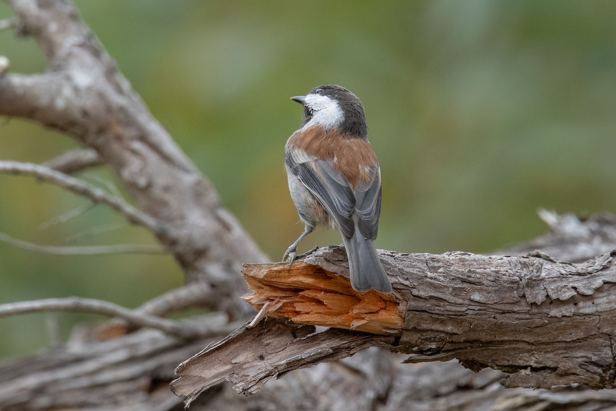 Chestnut-backed Chickadee - ML642125281