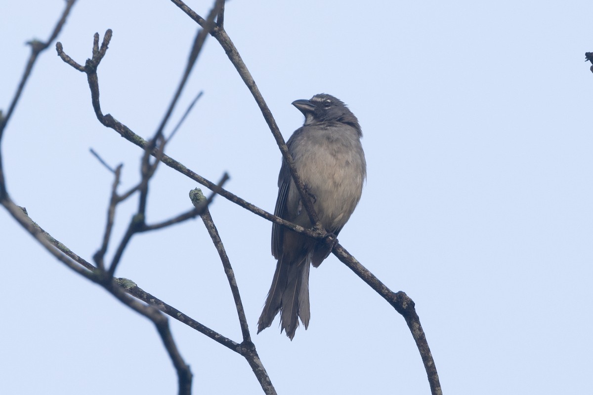 Olive-gray Saltator - ML642125283