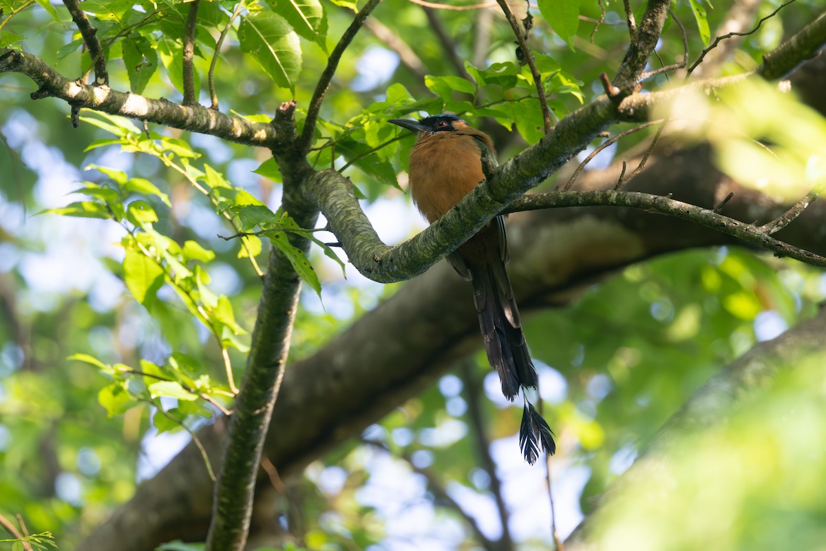 Whooping Motmot - ML642125286