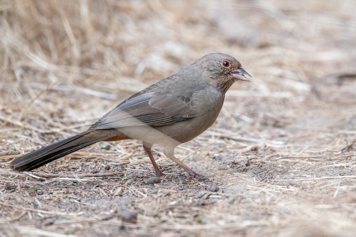 California Towhee - ML642125287