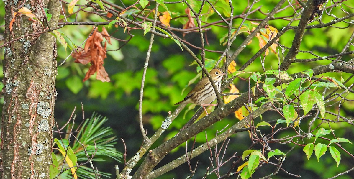 Ovenbird - ML642125293