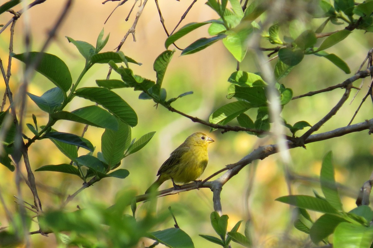 Saffron Finch - ML642125295