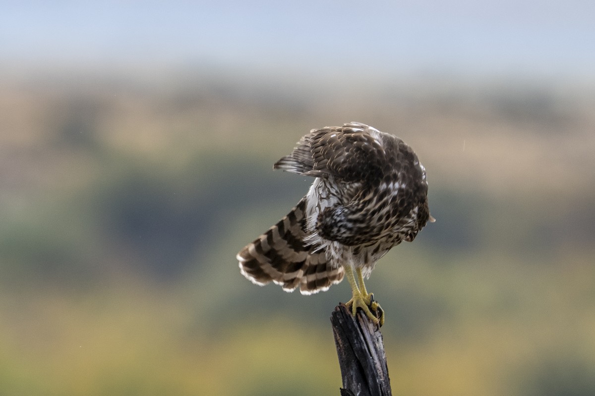 Cooper's Hawk - ML642125302