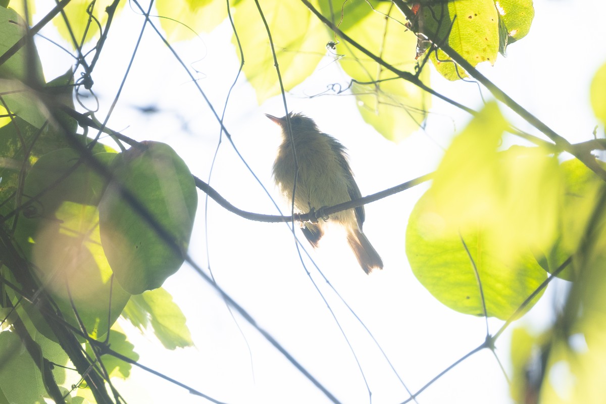 Ochre-bellied Flycatcher - ML642125304
