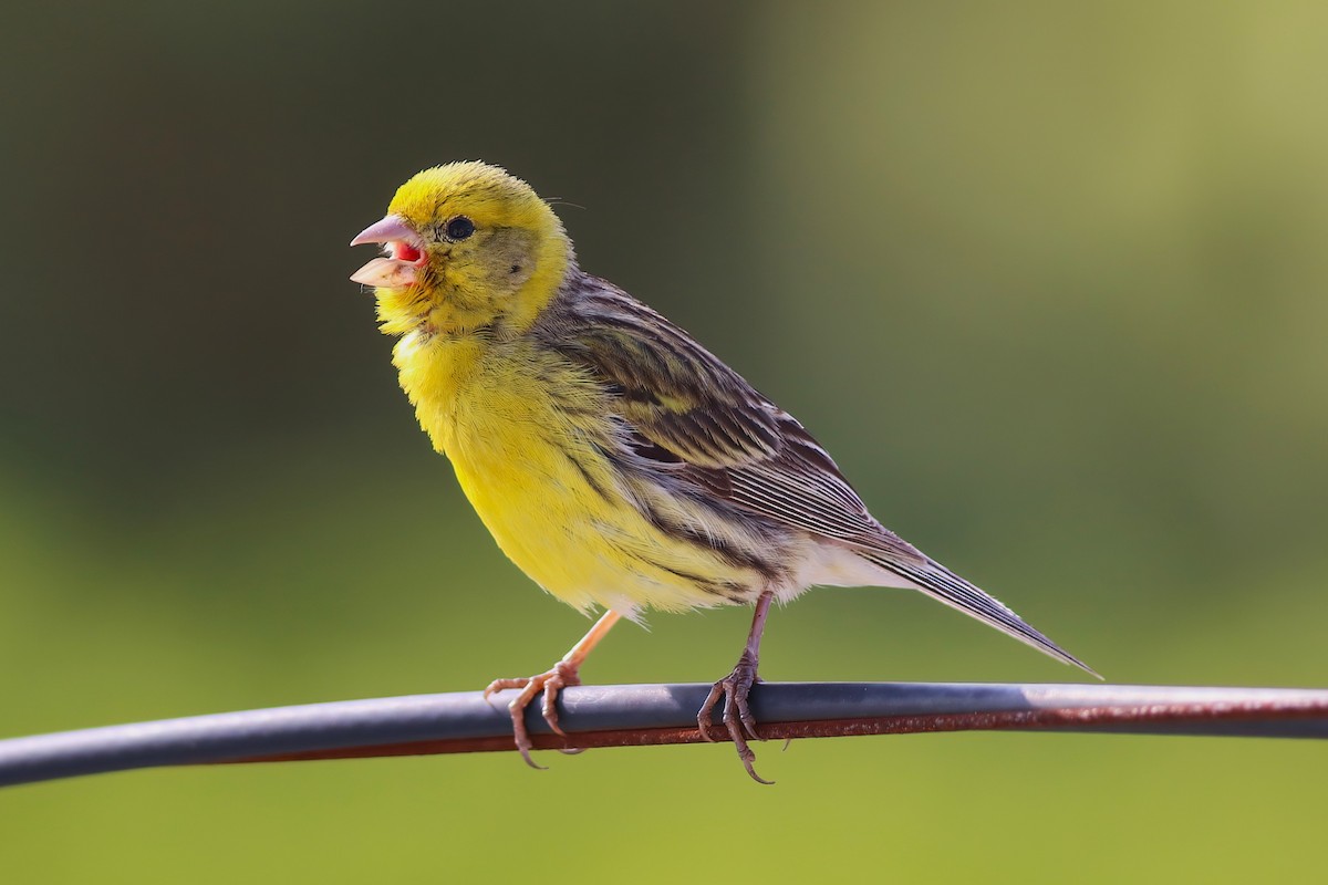 Island Canary - ML642125306