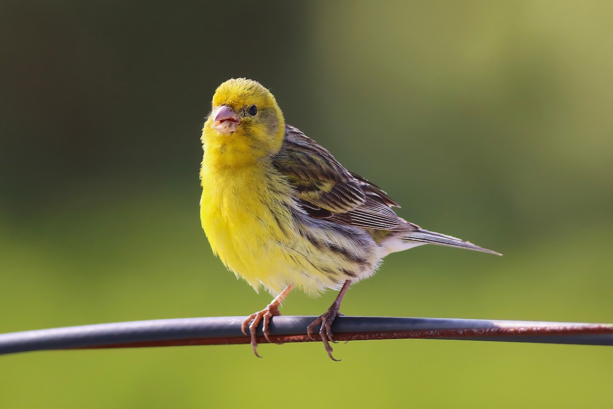 Island Canary - ML642125307