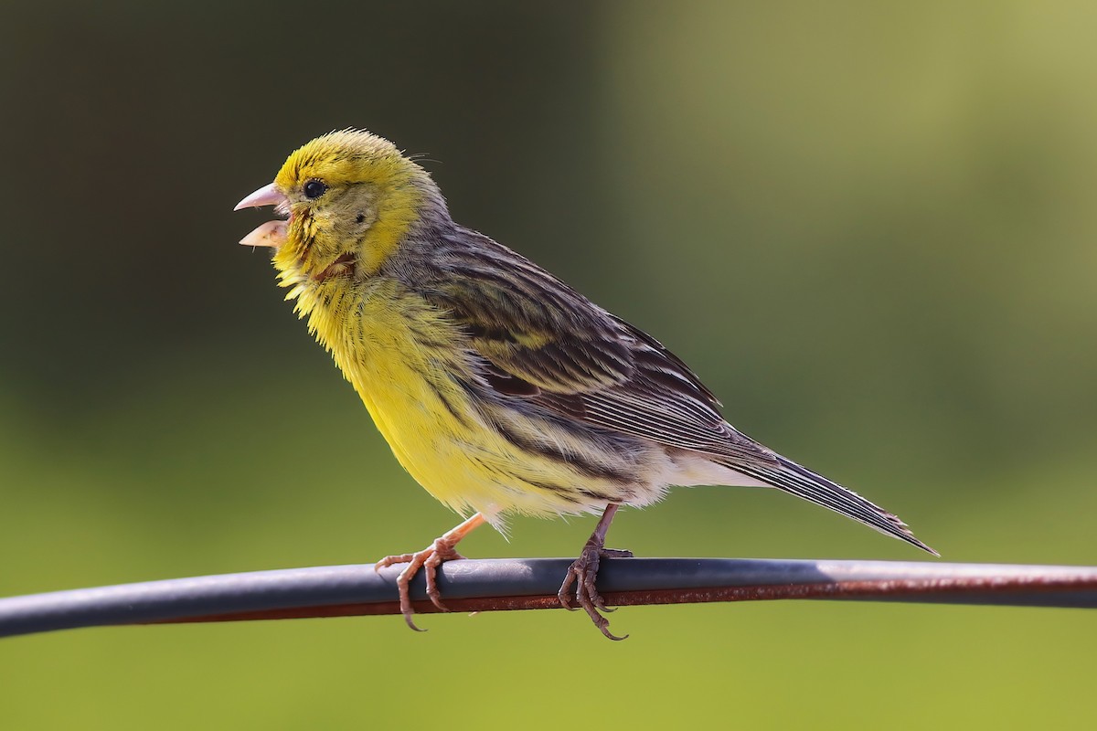 Island Canary - ML642125308