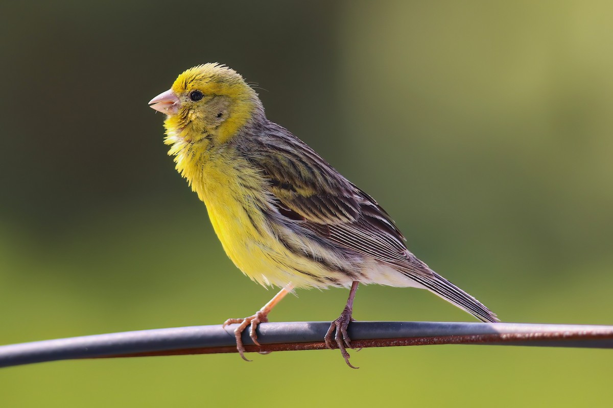 Island Canary - ML642125309