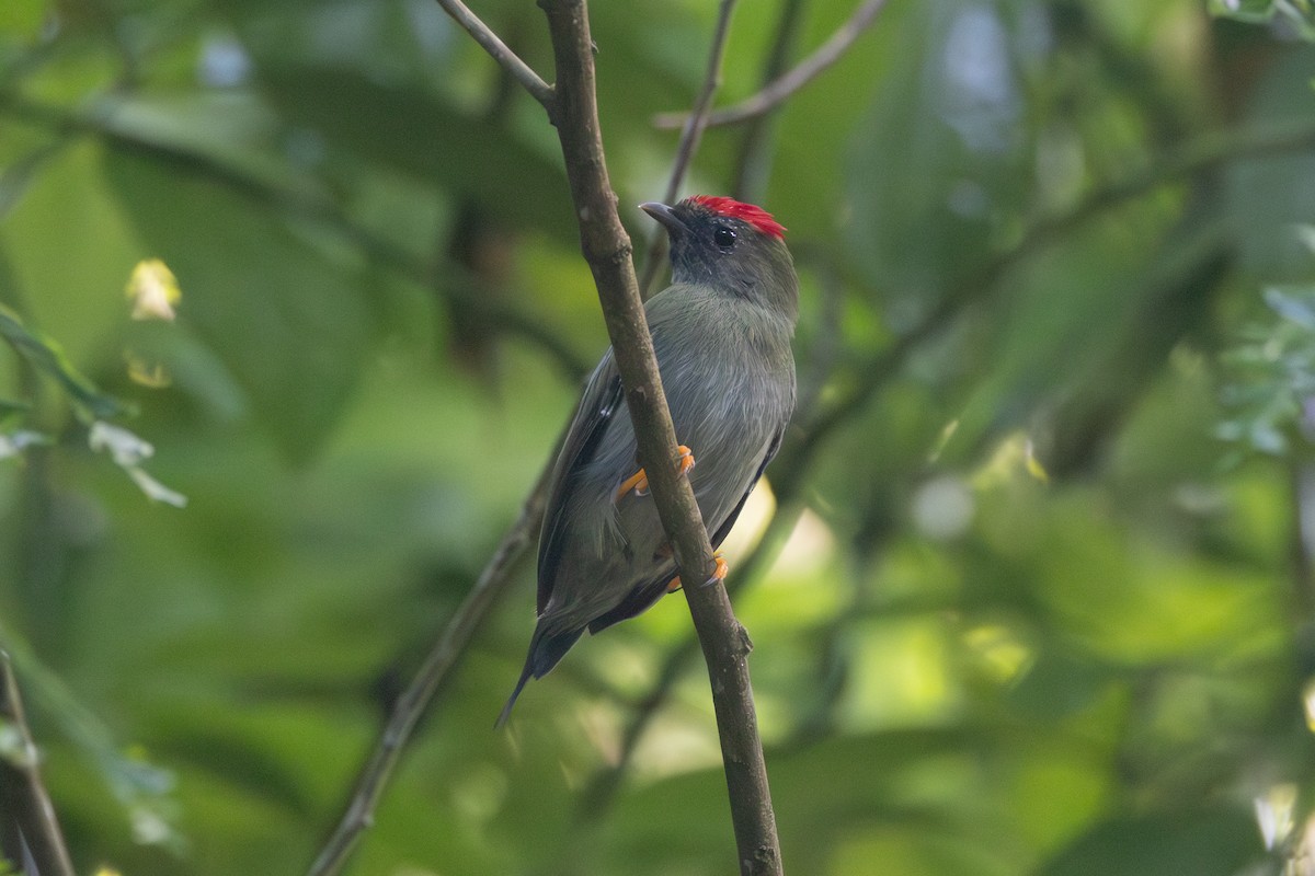 Lance-tailed Manakin - ML642125315