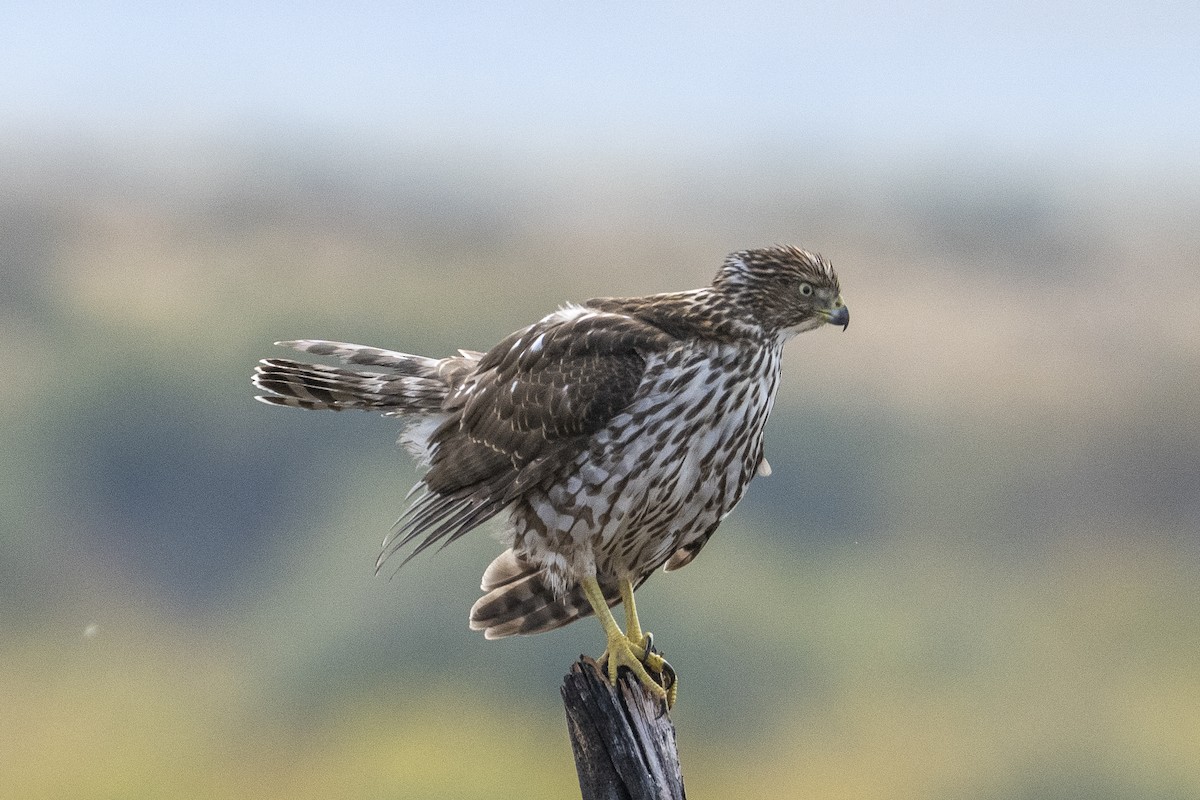 Cooper's Hawk - ML642125316