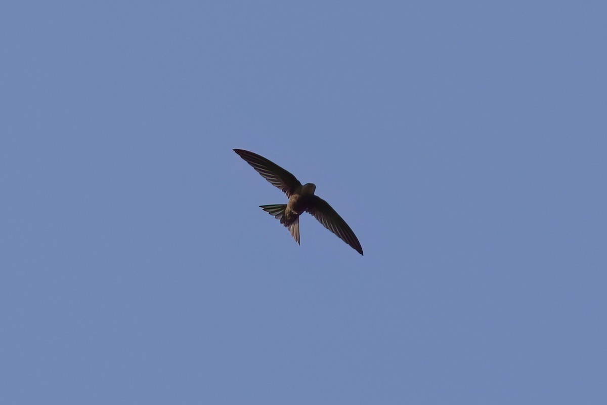 ハイイロアマツバメ - ML642125320