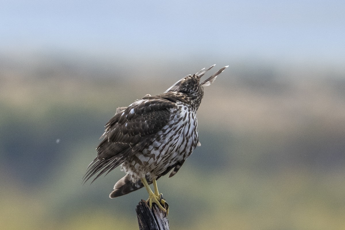 Cooper's Hawk - ML642125332