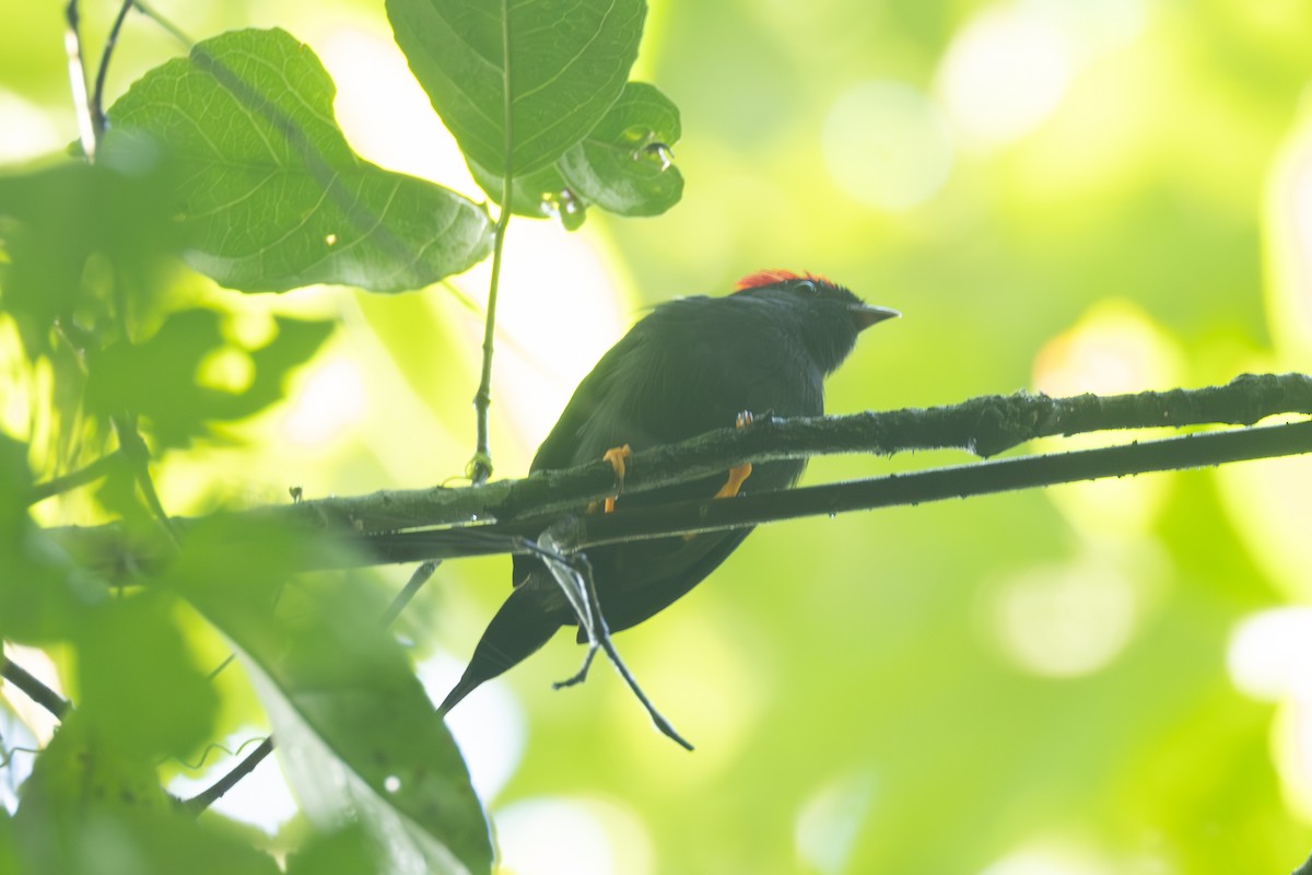 Lance-tailed Manakin - ML642125333