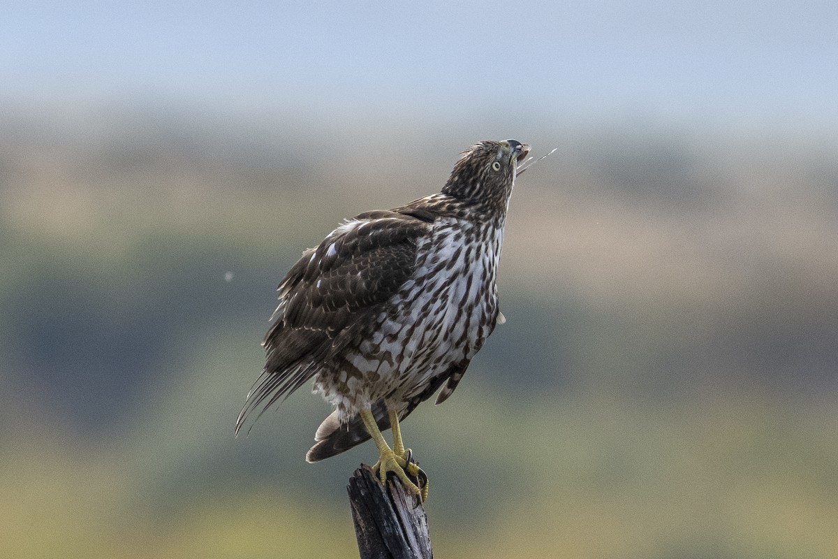 Cooper's Hawk - ML642125334
