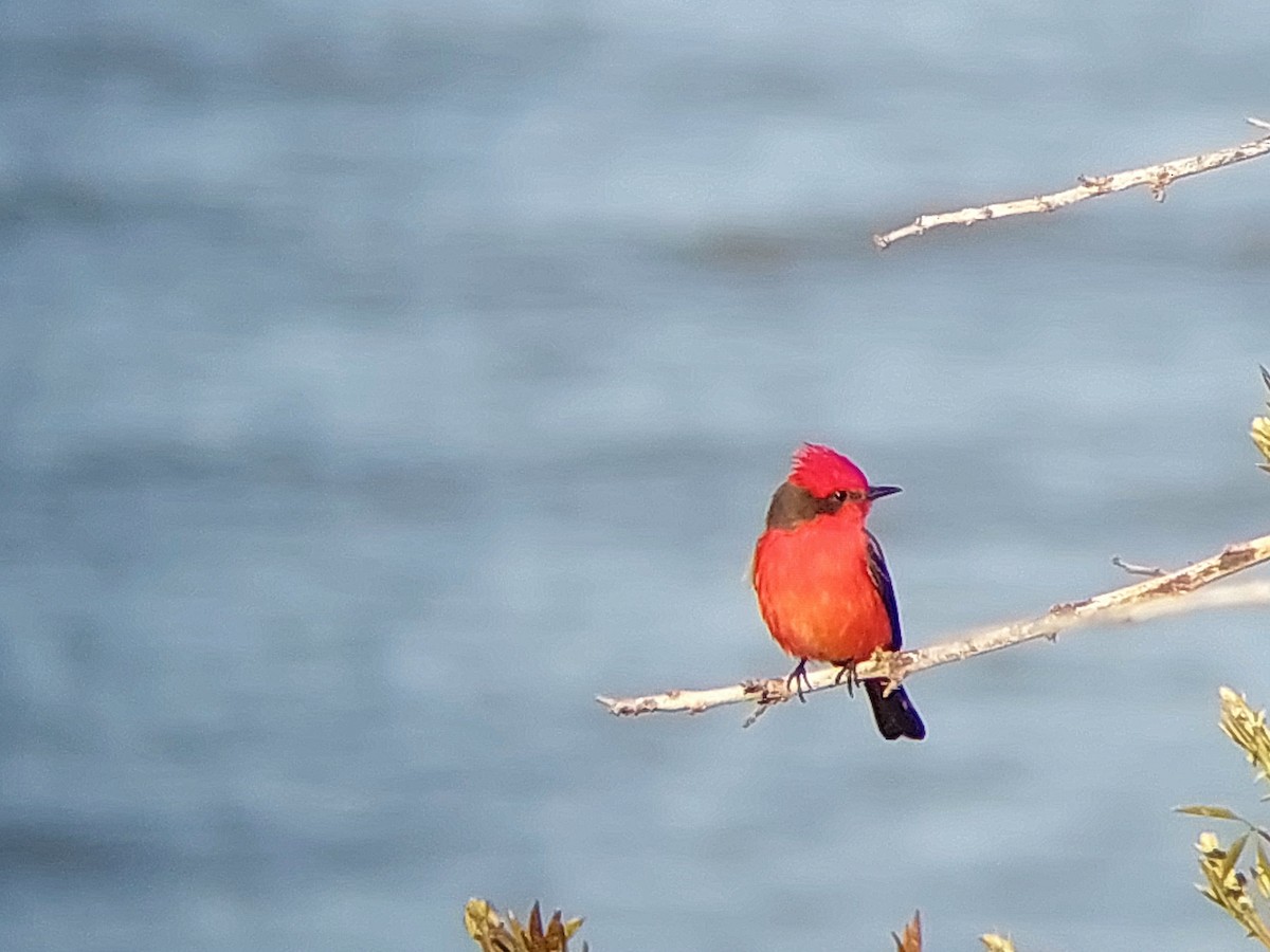 Vermilion Flycatcher - ML642125339