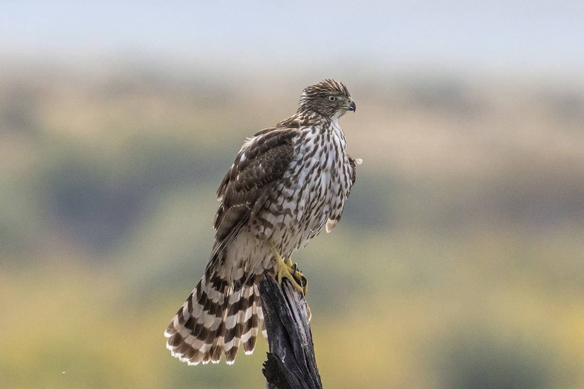 Cooper's Hawk - ML642125340