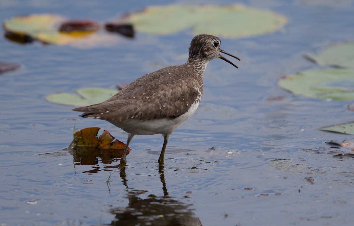Solitary Sandpiper - ML642125343
