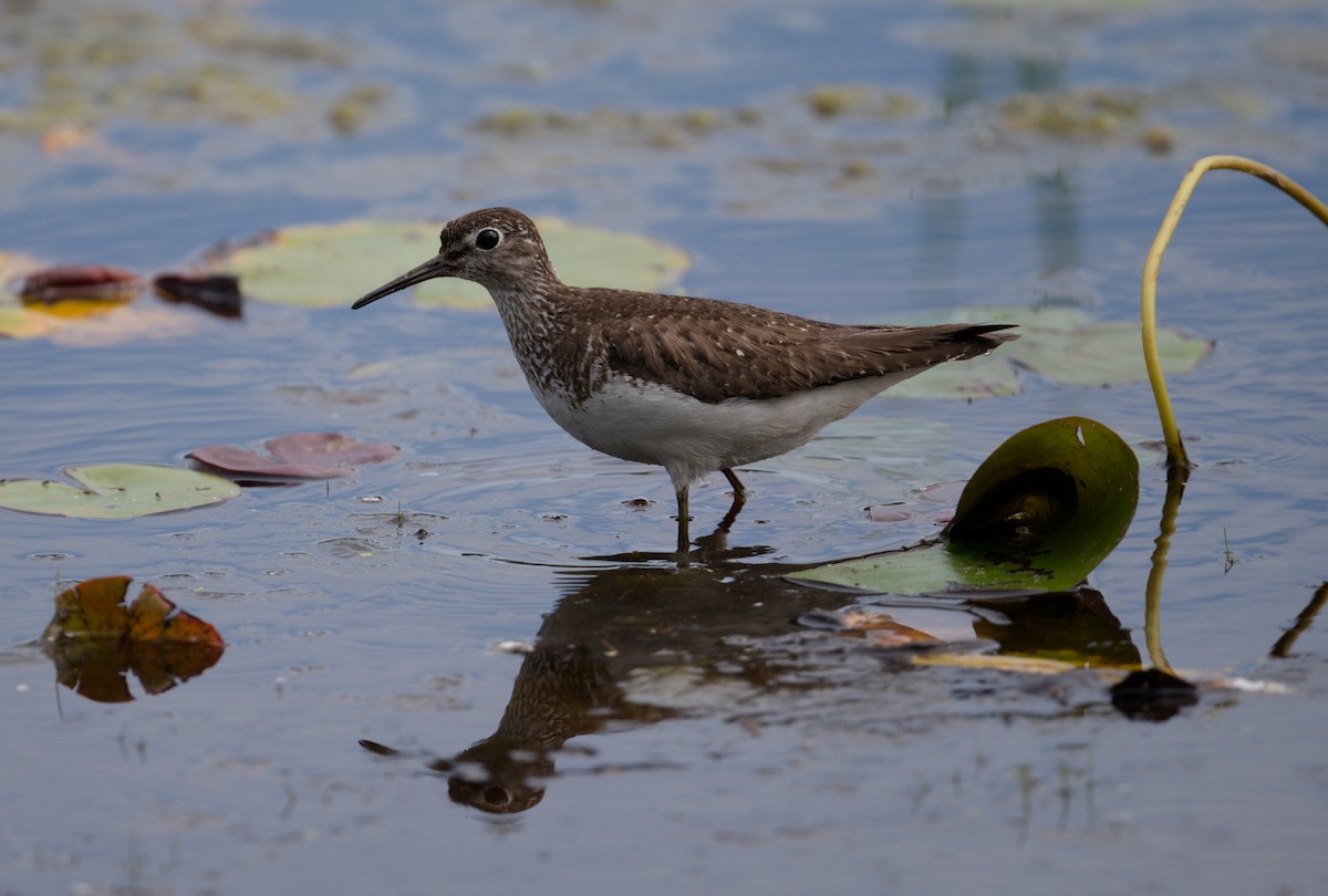 Solitary Sandpiper - ML642125344