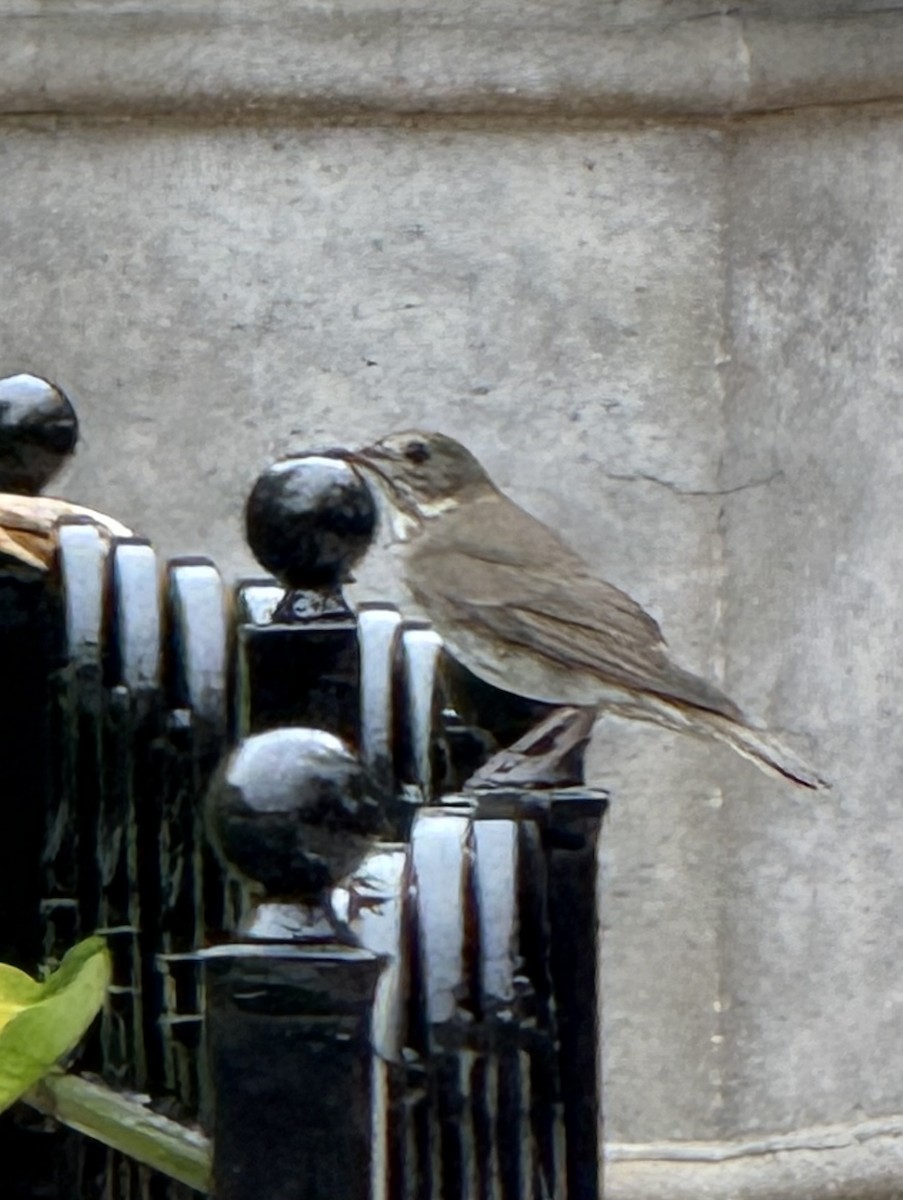 Gray-cheeked Thrush - ML642125346