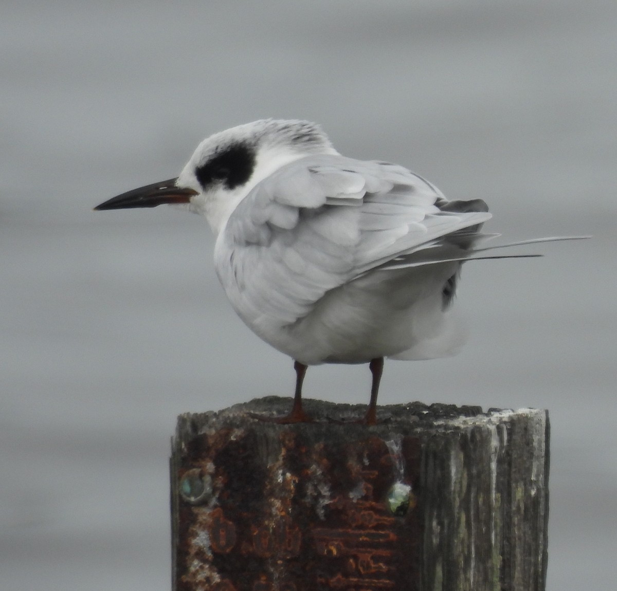Forster's Tern - ML642125347