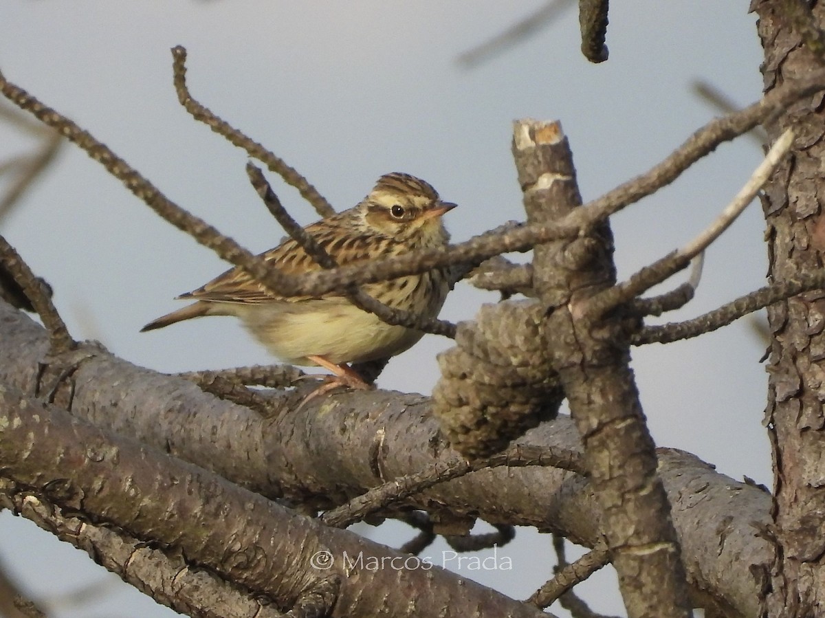 Wood Lark - ML642125358